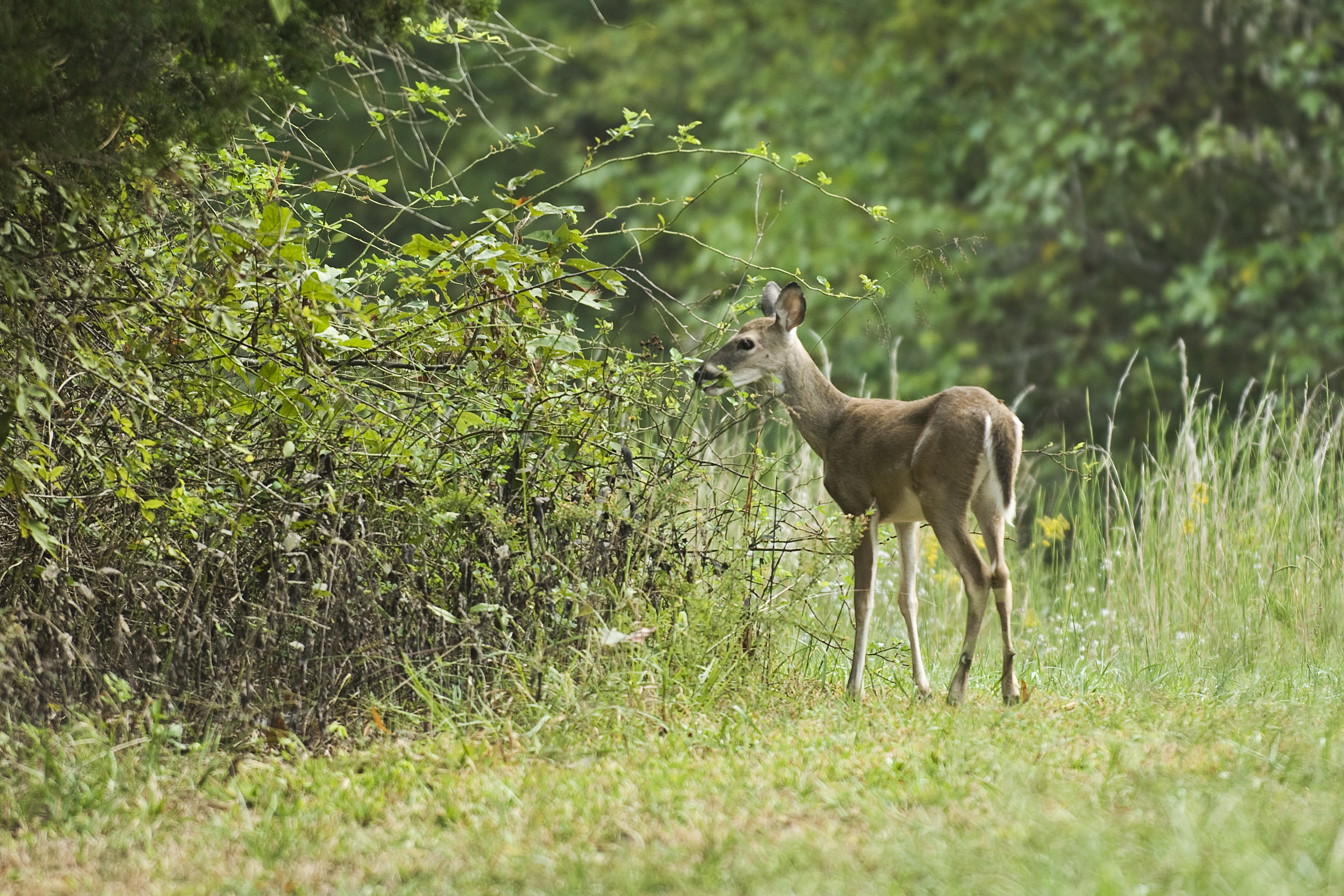 La régulation et la chasse