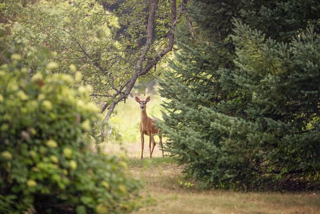Chasse en Alsace-Moselle Chasse en Alsace-Moselle