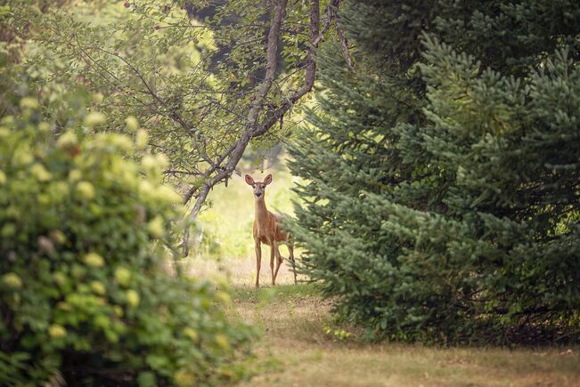 Chasse en Alsace-Moselle